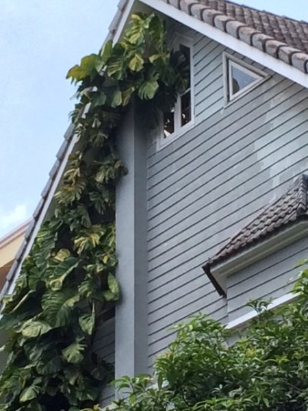 Mỗi biệt thự lại được chủ nhân chọn một loại cây dây leo khác nhau để trang trí.