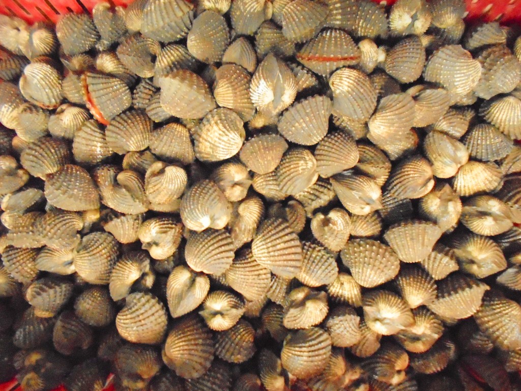 Thời gian bắt đầu thả giống đến khi thu hoạch khoảng 1 năm,  tùy theo loại giống lớn nhỏ người nuôi lựa chọn thả, thời gian có thể rút ngắn hoạc kéo dài thêm. Ảnh Ngọc Trinh.