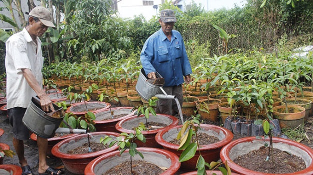 Trong cay an trai trong chau hut dan thanh thi hinh anh