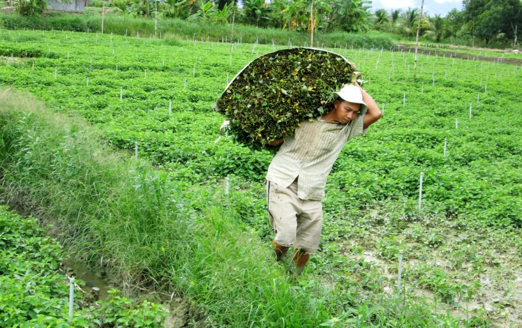 Nhung ruong rau diep ca giup nong dan mien Tay thoat ngheo hinh anh