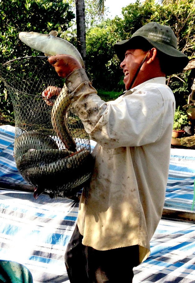 Thu hoạch cá chình ở cơ sở của ông Nguyễn Hoàng Vũ, xã Vĩnh Lộc.