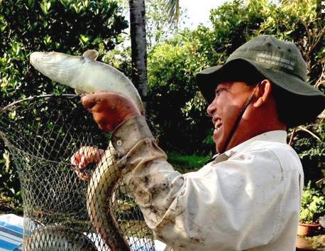 Lan loi mo huong cho ca chinh hinh anh