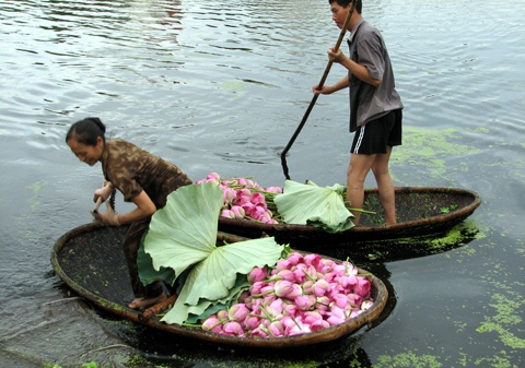 Giờ mua sen ngày càng khó vì các chủ đầm chuyển sang kinh doanh cho thuê chụp ảnh.