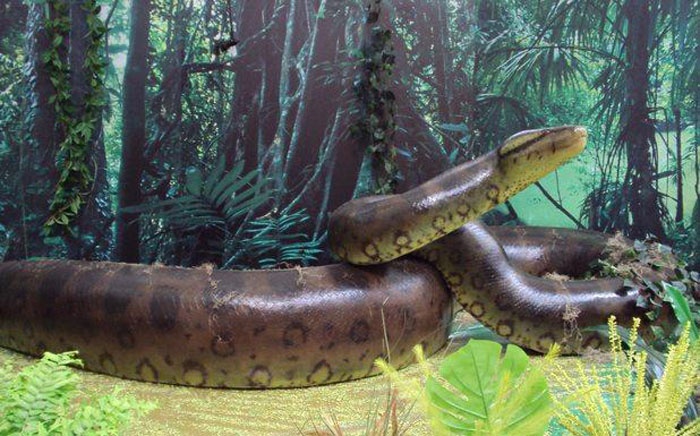 Rắn Titanoboa đạt chiều dài tối đa 15 mét và nặng gần đến 1.200kg. Chúng sống ở vùng khí hậu ấm áp của vùng nhiệt đới cách đây 60 triệu năm trước. Titanoboa rất hung hăng và sẵn sàng nuốt chửng bất cứ con mồi nào mà chúng nhìn thấy, kể cả những con có kích thước lớn hơn chúng.