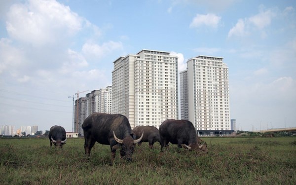 Trai trau tien ty duoi chan cao oc giua Ha Noi hinh anh