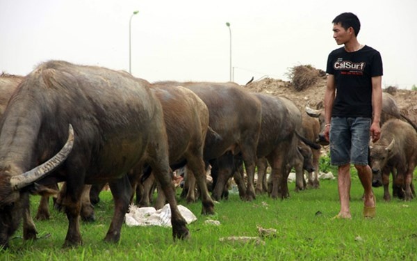 Không chỉ đơn thuần nuôi trâu để có lợi nhuận mà đàn trâu giờ đây lại chính là những người bạn thân thiết, là niềm vui của anh.