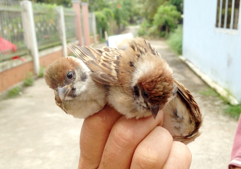 Vi sao chim se bi tan diet de ban gia 5.000 dong/con? hinh anh