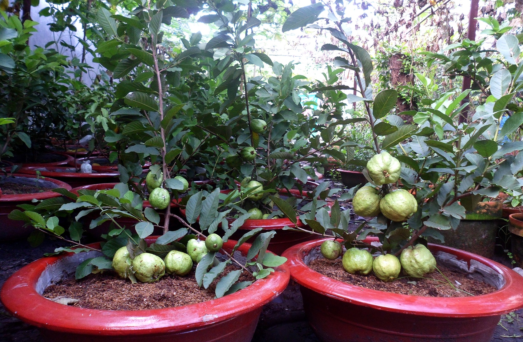Nguoi Sai Gon ru nhau mua cay an qua trong trong chau hinh anh