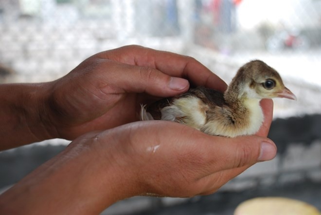 Công non mới nở.