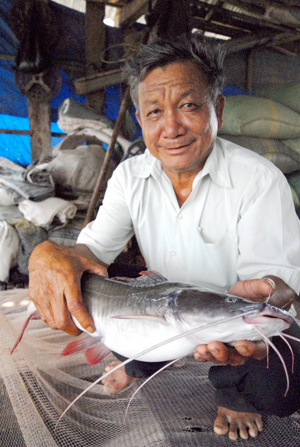 Cá lăng nha nha đuôi đò nuôi khoảng 14 tháng cá đạt trọng lượng 2 đến 2,5 kg/con.  Ảnh Ngọc Trinh.