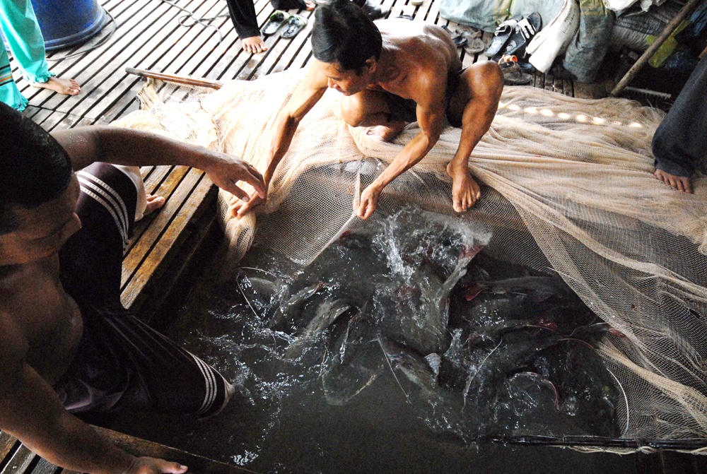 Cá lăng nha hiện nay đang trở thành loài cá đặc sản đều có mặt ở trong nhà hàng ở miền Tây và TP.HCM.   Ảnh Ngọc Trinh