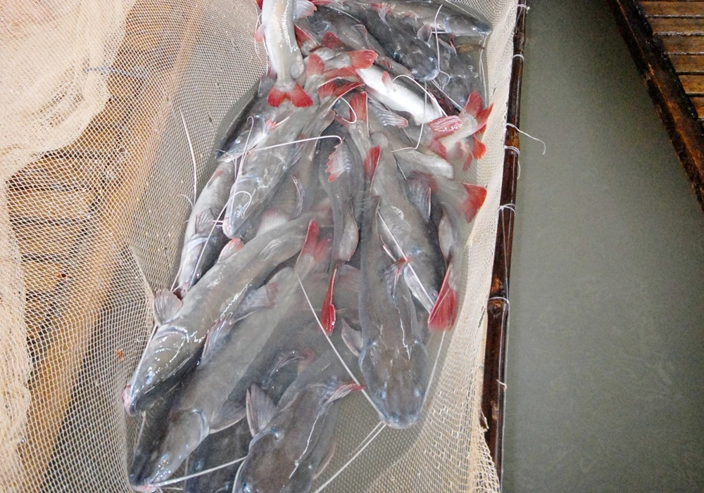 Mô hình nuôi cá lăng nha này đang phát triển mạnh ở An Giang, vì có nguồn nước phù hợp giúp cá lớn nhanh.  Ảnh Ngọc Trinh.