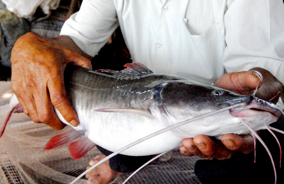 Dua nhau nuoi ca lang nha duoi do o mien Tay hinh anh