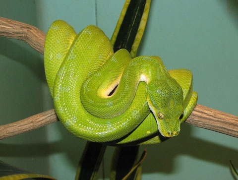 Trăn cây (Green Tree Python): Được tìm thấy ở Nam Mỹ, tập trung gần và quanh khu vực sông Amazon kích thước từ 1,8-2,2m khi trưởng thành có tuổi thọ từ 15-20 năm. Loài trăn này được đánh giá là một trong những dòng trăn đẹp nhất thế giới.