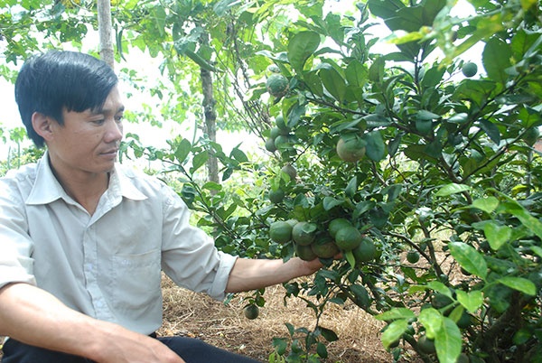 Vuon chanh hoa tim thu tram trieu cua mot ky su hinh anh