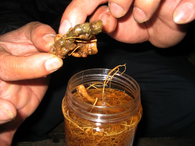 Nhung dai gia sam tren dinh Mang Lung hinh anh