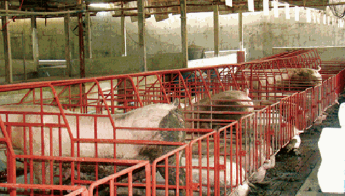 Thit lon duoc gia, chat cam lai tai xuat hinh anh