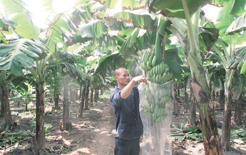 Phạm Năng Thành dùng túi nylon bao bọc buồng chuối khi còn non để quả chuối sau này sáng vỏ, mã đẹp.