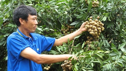 Xoai, vu sua ruc rich di My hinh anh