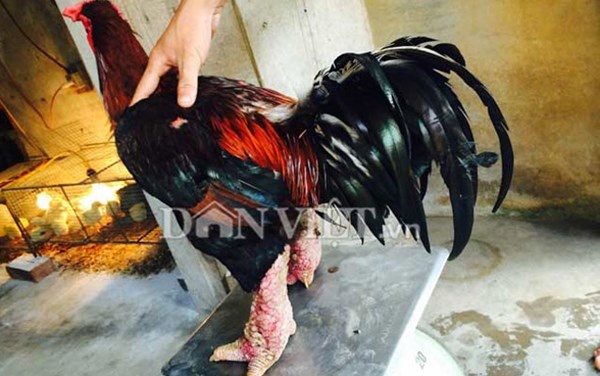 Doi cap ga Dong Tao duoi chua lay xe Honda PCX hinh anh