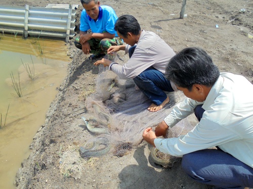 Nuôi cá chình trong lòng bè ở An Giang.  Ảnh:  Ngọc Trinh