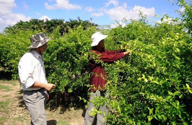 Cán bộ kĩ thuật của Công ty Nichirel Acerola đang hướng dẫn bà con chăm sóc vườn cây sơ ri.