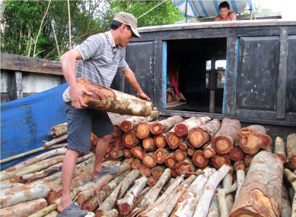 Vat va mua ban cay tap thu lai tren 100 trieu dong/thang hinh anh