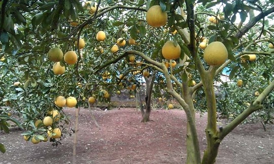 Nong dan Huong Khe hot bac nho buoi Phuc Trach hinh anh