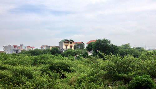 Dọc bờ đê sông Hồng có nhiều khu đất trồng được loại quả này, từ Đông Dư, Đa Tốn, Bát Tràng (huyện Gia Lâm) đến vùng đất thuộc Cự Khối (quận Long Biên). Theo những người dân địa phương, ổi bãi sông Hồng quả to vừa phải, ăn giòn và ngọt, hạt ổi thì mềm, vỏ ổi lại không chát. Đây là loại ổi găng, được trồng ngoài bãi phù sa màu mỡ do thường xuyên được sông Hồng bồi đắp mỗi năm.  Ổi găng đất bãi cho trái quanh năm, bất kể mùa khô hay mưa. Tuy nhiên, loại quả này cũng được người đất bãi chia thành hai vụ chính vào khoảng tháng 5 và tháng 12 (âm lịch) và hai vụ trái mùa. Nhiêu biệt thự mái ngói đỏ tươi chen lẫn vườn ổi xanh ngút ngàn