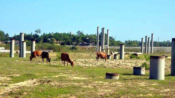 Sau 8 năm, dự án tỷ đô vẫn chỉ là những cọc nhồi và bãi cỏ cho bò ăn.