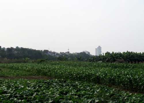 Đất bãi là một trong những vựa rau của thủ đô.