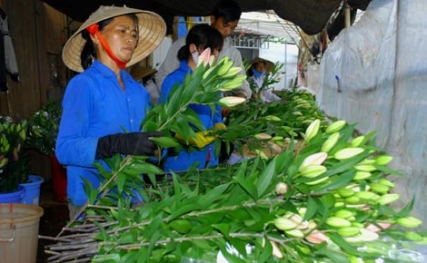 Lai 3 ty dong moi nam nho trong hoa lily hinh anh