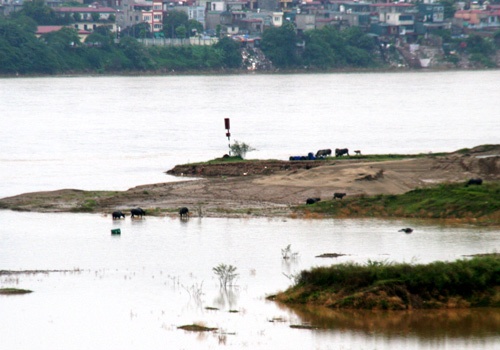 Chúng vẫn nhởn nhơ đầm mình dưới vũng nước mặc kệ bên kia sông, người đô thị đang hối hả.