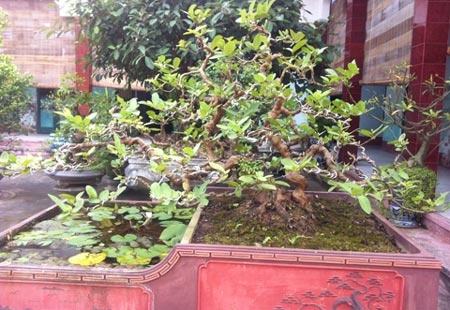 Chủ nhân của cây ổi cảnh có dáng trực hoành này là ông Vũ Khắc Đông (xã Nam Toàn, huyện Nam Trực, tỉnh Nam Định). Hàng chục năm qua, ông Đông đã nhẫn nại để biến cây ổi thóc - loại cây quen thuộc thường sống ở góc ao trong các làng quê Bắc Bộ thành một tác phẩm cây nghệ thuật.