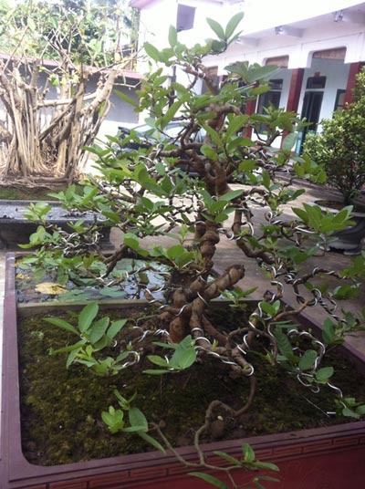 Cây ổi cảnh có dáng trực hoành, với ba thân chính: hai thân ở thế trực (thẳng), một thân nằm ngang (thế hoành) có chiều cao gần một mét; đường kính tán khoảng hai mét. Nhiều đoạn tay, cành uốn lắc rất đẹp mắt.