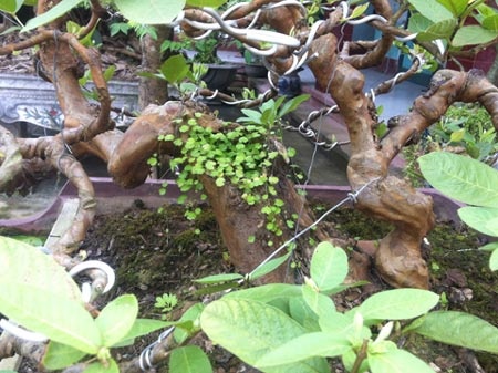 Chính vì lẽ đó, trong làng cây cảnh, những cây ổi ta (ổi thóc, quả nhỏ, ruột khi chín có màu đỏ hoặc vàng, mùi rất thơm), số lượng không nhiều. Những cây ổi hoàn thiện thành tác phẩm mỹ thuật, số lượng chỉ đếm được trên đầu ngón tay.