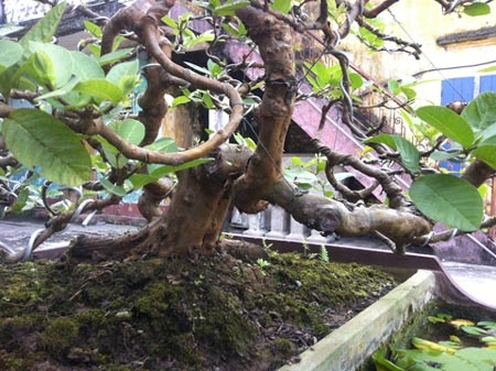 Cây ổi cảnh của ông Đông có tuổi gần 30 năm tuổi, được xếp vào một trong những cây cảnh nghệ thuật đẹp của làng chơi cây Nam Định. Cùng chiêm ngưỡng cây ổi thơm hàng chục năm tuổi này: