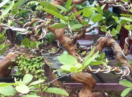 Cây ổi thơm hàng chục năm tuổi.