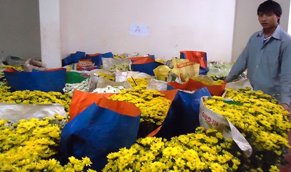 Nong dan Da Lat trong hoa cuc Nhat xuat sang Thai Lan hinh anh
