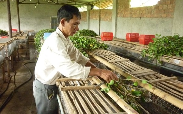 Bi quyet nuoi tho lai rong 350 trieu dong/nam hinh anh