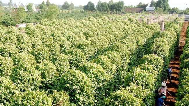 Gia Lai: Hon 7.000 ho dan co thu nhap 1 - 1,5 ty dong/nam hinh anh