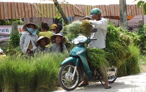 Doc dao cho co O Lam hinh anh