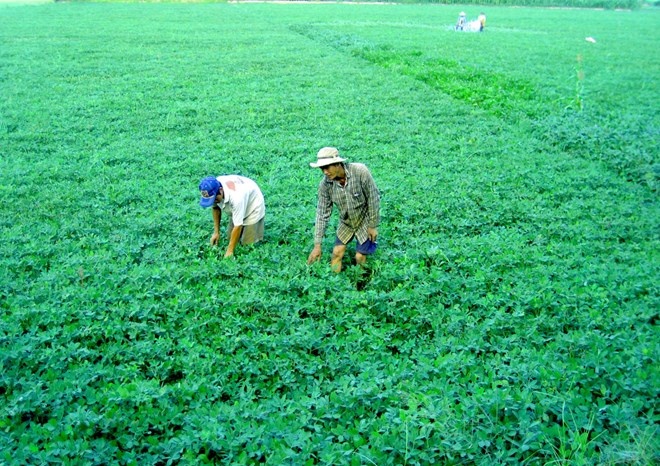 Rau mau mien Tay rot gia nhu xe dut phanh giua mua lu hinh anh