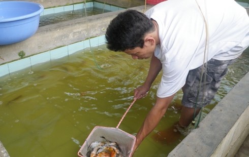 Do xo nuoi ca trieu do: Coi chung do no hinh anh