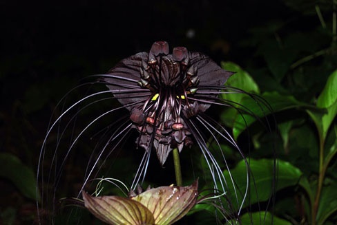 Hoa râu hùm màu đen kỳ quái.