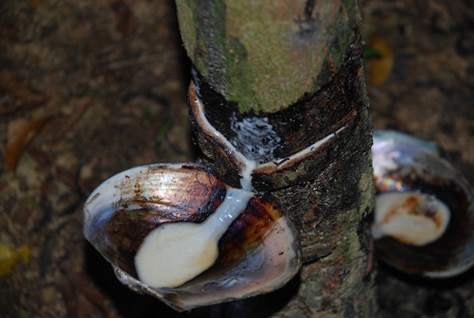 Nhựa sơn đang chảy.