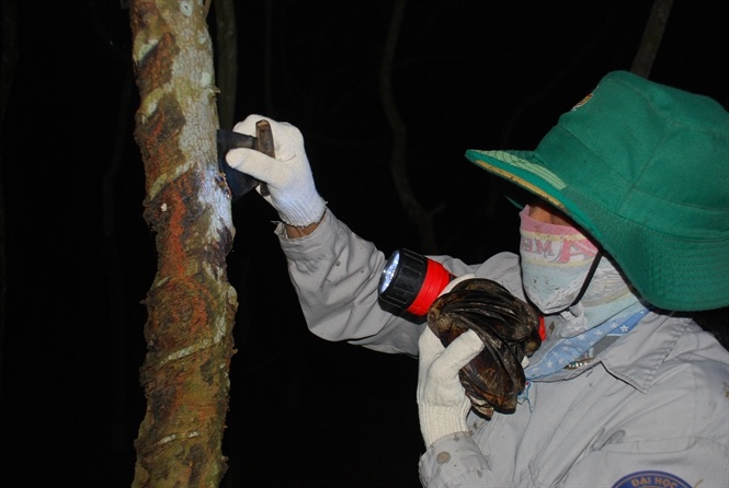 Phải cắt sơn từ 1-2 giờ sáng, lúc thân cây nhiều nhựa nhất.