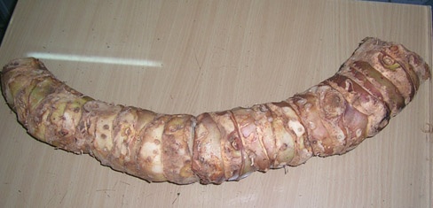 Củ râu hùm 50 năm tuổi đào được ở Tây Côn Lĩnh.