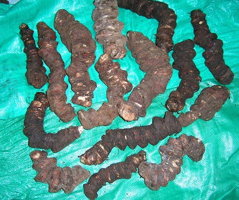 Thất diệp nhất chi hoa đào được ở Tây Côn Lĩnh.