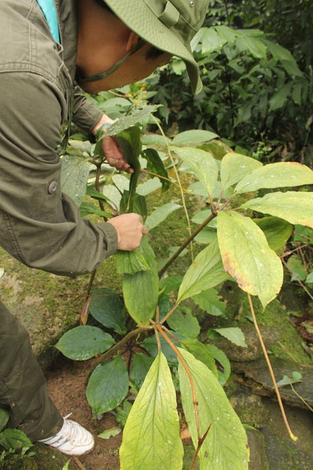 Lương y Thanh phát hiện cây thất diệp nhất chi hoa rất quý.